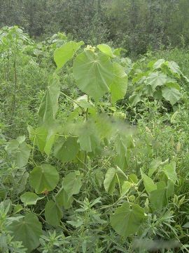 Abutilon Theoprasti Extract   